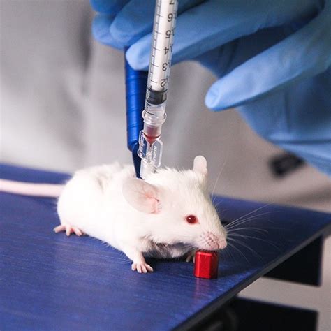 blood analyzer laboratory mouse|lab tests for mouse virus.